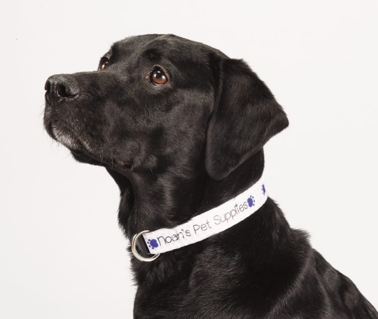 Picture of Full Color 1'' Wide Adjustable Pet Collar