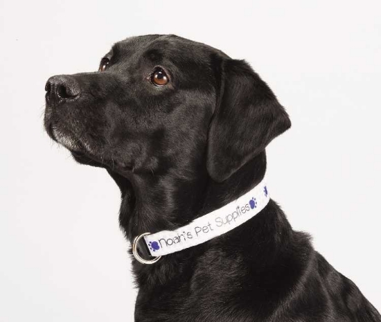 Full Color 1'' Wide Adjustable Pet Collar - Sublimation
